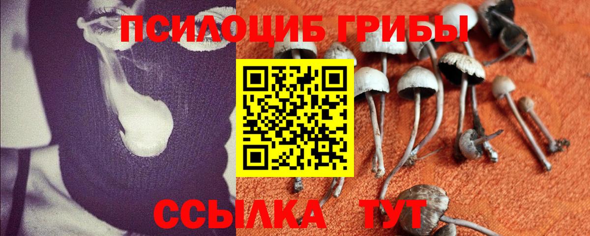 Галлюциногенные грибы мицелий  Псилоцибиновые грибы Cubensis  где продают   Вход с VPN  Ессентуки 